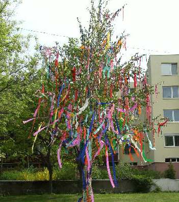 Stavanie mája 2013